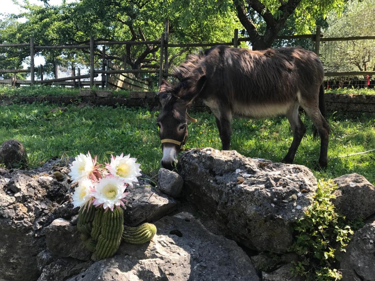 Agriturismo a casa di Susanna Santo Stefano del Sole Bagian luar foto
